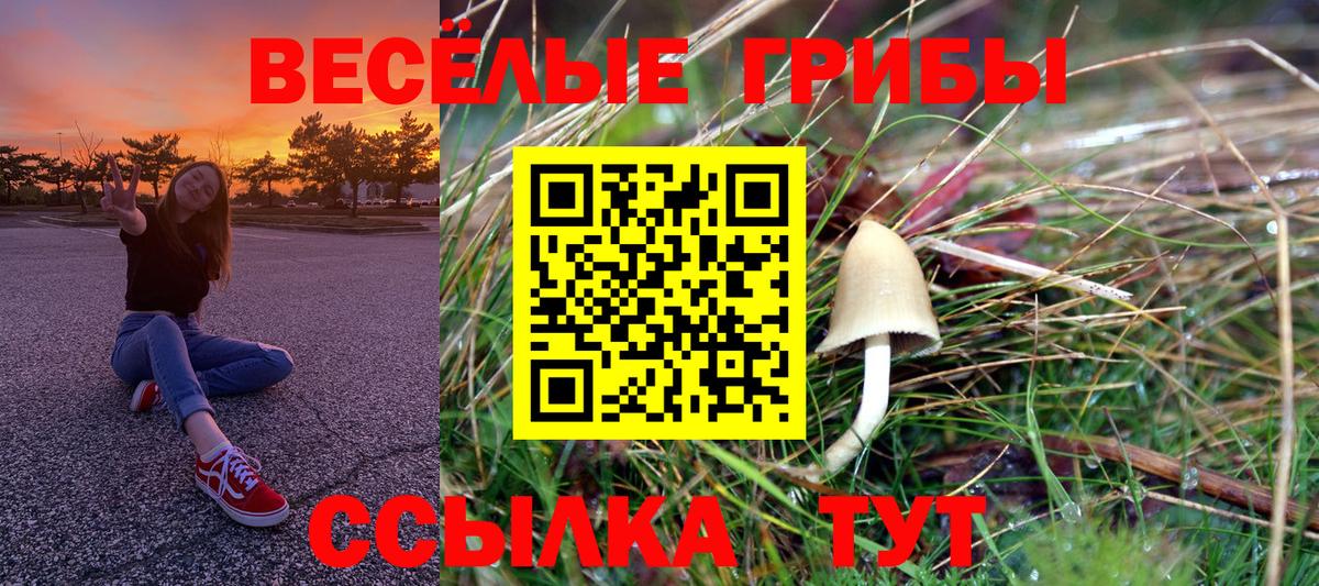 Галлюциногенные грибы GOLDEN TEACHER  Вход с VPN  Галлюциногенные грибы Psilocybine cubensis  Нальчик 